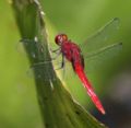 Erythemis peruviana?